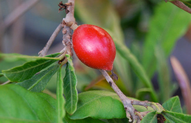 Los secretos de la llamada Fruta Mágica de África occidental Notas